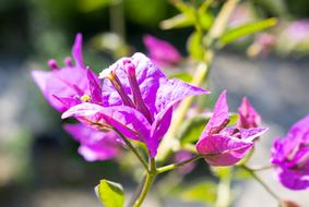 Pink Flowers Nature