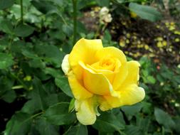 Yellow Rose Ros