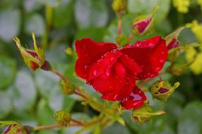 Red Rose Blossom