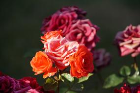 Rose Blossom Bloom Close