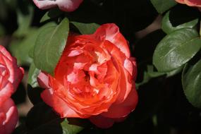 Rose Aachen Cathedral Rosaceae