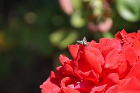 Rose Samba Rosaceae