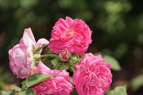 Rose Mme Isaac Pereire