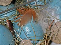 Blue eggs with feather in the nest