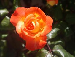 orange rose in the sun in the garden