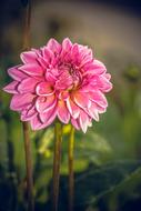 Dahlia Blossom Bloom