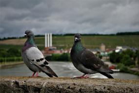 Pigeons Birds Bird Pigeon