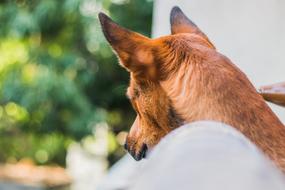 Dog Paw Animal