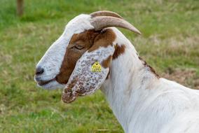 Goat Horns at Farm