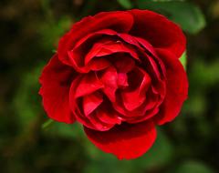 Rose Red Flower