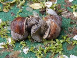 Snail Couple Love Game