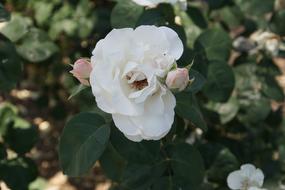 Rose Blossom Bloom Close