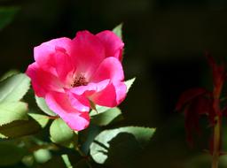 Pink flower on a branch