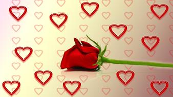 rose heart love valentine day