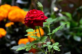 Rosa Red Flower