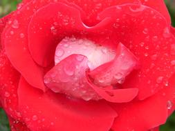 Rosa Water Drop