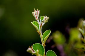 Nature Focus Photograph