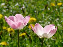 Tulips Pink White Light