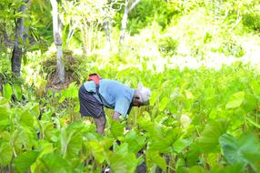 worker on plantation farm