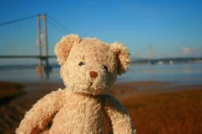 Teddy Bear