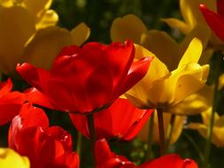 Red and yellow tulip blooms in the garden