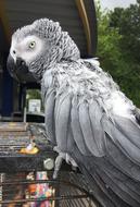 Parrot Grey Bird