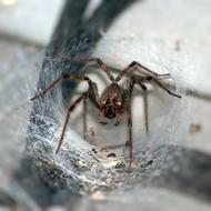 Funnel Spider Arachnophobia