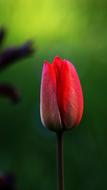 Red Tulip Flower in garden