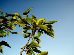 Foliage Plum Hungarian