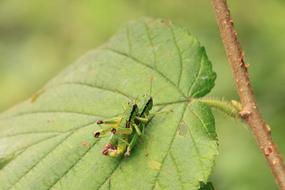 Locusts Copulating Copulation