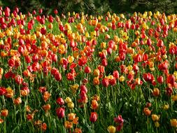 field of colorful tulips in the sunshine