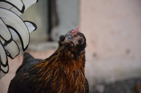 Chicken Brown Poultry Happy