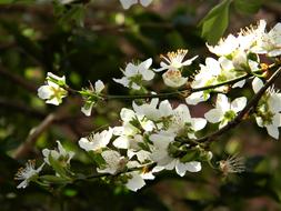 White Flower Nature