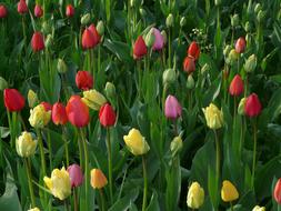 Field Tulips Meadow