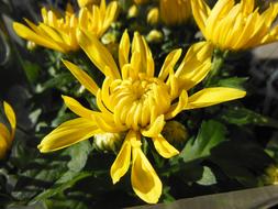 Plants Flowers Chrysanthemums