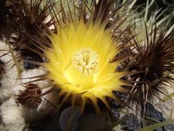 Echinocactus Grusonil Plant