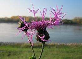 purple Flowers Plant Greenery