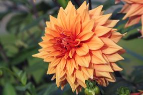 Flower Orange Sun Beautiful