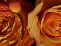 Pretty orange flowers