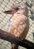 Laughing Jackass Bird Kookaburra