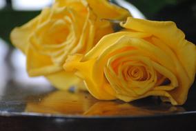 yellow rosebuds on the table