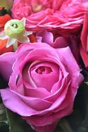 Rosebush Flower Petal