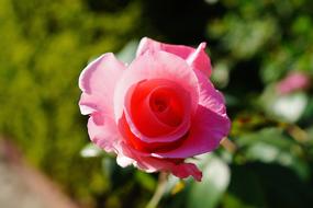Rose Blossom Bloom