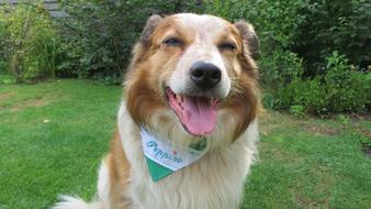 Border Collie Mix Dog Animal