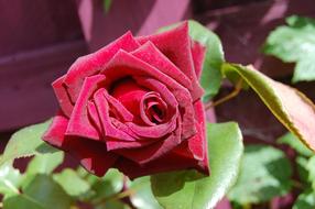 Rose velvet Flower