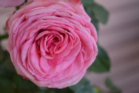 Rose Dusky Pink Color