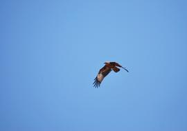 big bird in the blue sky