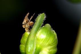 Insect Pairing Small Flies Close