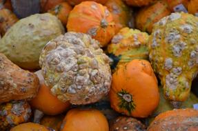 Pumpkin Hokkaido Gourd