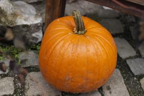Pumpkin Autumn Halloween